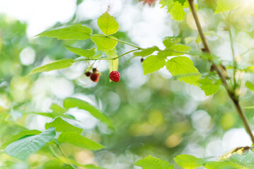 Wall Mural - branch of ripe raspberries in the garden on a green background. Early, early maturing variety	