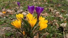 Crocuses In Spring, Among Dead, Dry Leaves - Yellow And Purple Flowers