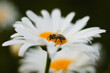 pszczoła na białym kwiecie, margaretka
