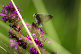 Fototapeta Tulipany - motyl pije netkar na kwiatkach