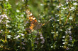 motyl na kwiatach
