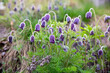 © Westend61 - Purple pasque flowers in field