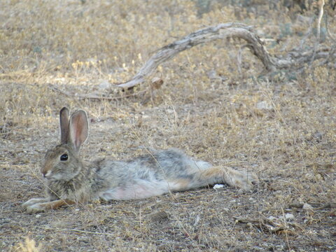 rabbit in the grass, Mountain Cottontail 