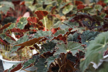Wall Mural - Beautiful begonia for the interior in the garden. The genus contains more than 2,000 different plant species