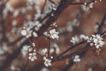 Sticker - Beautiful cherry tree bloom background