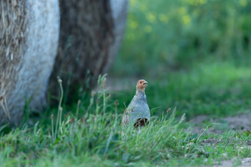Wall Mural - grey partridge, scientific name: perdix perdix. close up of a male grey partridge in natural agricul