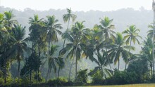 Tropical Palm Trees In A Green Forest