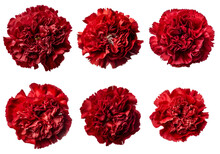 Assorted Red Carnation Flower Heads On Transparent PNG Background. Created With Generative AI.