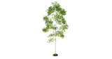 Fototapeta  - Render 3D drzewa na białym tle, do wizualizacji architektonicznych, grafik i kompozycji graficznych. Render, 3D
