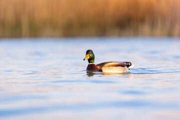 Wall Mural - Beautiful colored mallard swimming on the water in sunset light. Selective focus.