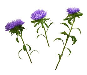 Wall Mural - set of purple aster flower isolated on white or transparent background