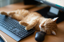 Cute Ginger Tabby Cat Well-fed And Satisfied Sleeps At Home Working Place Next To Keyboard, PC Mouse And Monitor Screen.