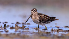 Common Snipe Near The Lake And Look To Me