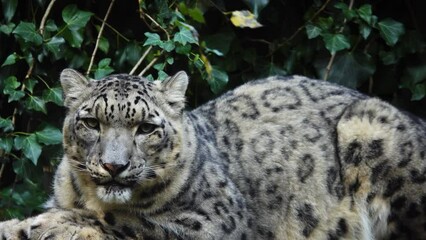 Wall Mural - snow leopard  looking in different directions