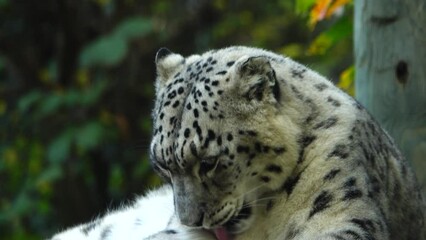 Sticker - snow leopard licks his fur