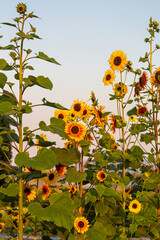 Wall Mural - yellow and red sunflower