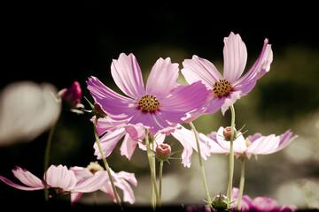 Wall Mural - pink cosmos flower