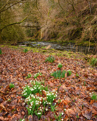 Sticker - Snowdrops in River Derwent Gorge, formed by the meeting of two burns in the North Pennines and flows between the boundaries of Durham and Northumberland as a tributary of the River Tyne