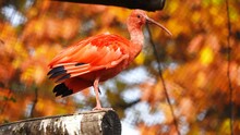 Scarlet Ibis Standing On One Leg. Slow Motion