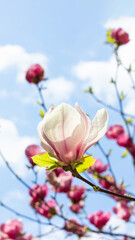 Wall Mural - Beautiful blooming white and pink magnolia tree on spring day