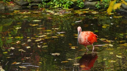 Canvas Print - scarlet ibis look for food in the lake