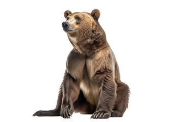 Wall Mural - Grizzly bear isolated on white, transparent background, PNG, generative ai	