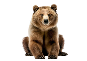 Wall Mural - Grizzly bear isolated on white, transparent background, PNG, generative ai	