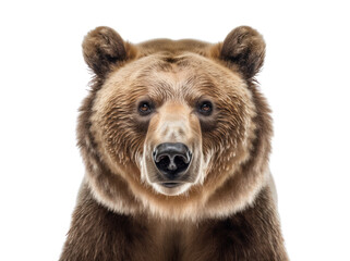 Wall Mural - Grizzly bear isolated on white, transparent background, PNG, generative ai	