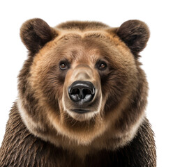 Wall Mural - Grizzly bear isolated on white, transparent background, PNG, generative ai	