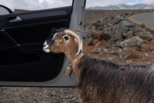 A Curious Goat Peeks Into The Cab Of A Car On A Mountain Road, Greece, Crete