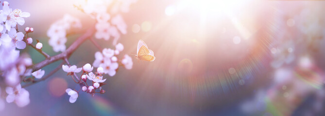 Wall Mural - Spring Flowers and Fly Butterfly; Cherry Tree Blossoms On  With Defocused Sunlight Background- The Easter Nature Design with copy space