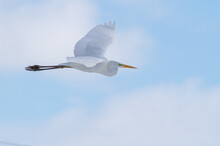 Great Egret, Ardea Alba. A Bird Flies Over The River Against The Sky