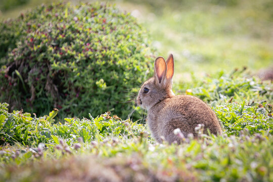 Cute Rabbit amongst grass and foliage on Skomer Island, Pembrokeshire, Wales.