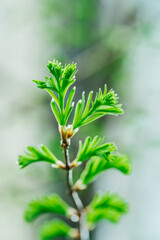 Wall Mural - close up of a branch of a tree