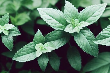 Wall Mural - Tops with leaves of fresh sprigs of peppermint close-up with veins, created with generative ai