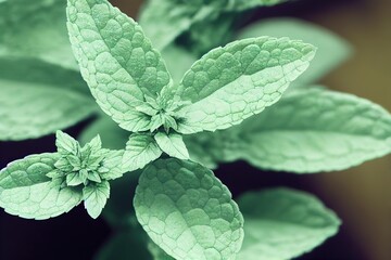 Wall Mural - Peppermint leaves in the vegetable garden close-up with veins.., created with generative ai