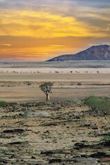 Wall Mural - A quiver see in Namibia