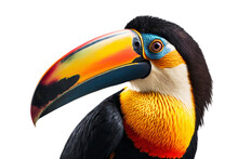 Toucan Isolated Portrait On White Background. Tropical Hornbill Bird Face. Costa Rica Wild Tucan