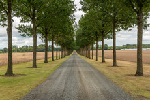Long Alley Of Green Trees Between The Field. Perfect Synchrony Of Trees, Symbol Of Idealism. Entry To Luxury Royal Residence.