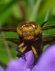 Wall Mural - Head of dragonfly skimmer, Libellula, sitting on a blue wild flowers