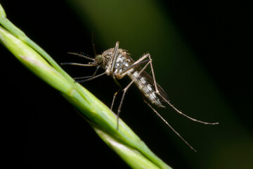 Wall Mural - mosquito Ochlerotatus sitting on a green grass stem