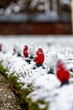 Selective focus of a red fairy string light bulb covered in snow decorating a garden in winter