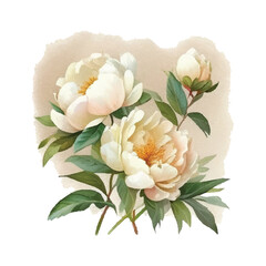 Hand drawn watercolor illustration of beautiful white Peony. Vector, Isolated on white background. Element for design of invitations, movie posters, fabrics and other objects.