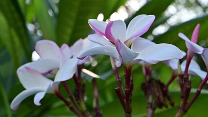 Wall Mural - close up white plumeria flower in the garden with sunlight, slow motion natural scene