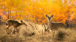 © RooM The Agency - Two black-tailed deer  grazing near an aspen forest in autumn, Big Pine, Inyo County, California, USA