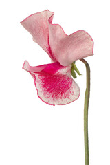 Wall Mural - sweet pea flower isolated