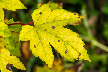 Wall Mural - acer maple leaf background which has yellow leaves in the golden autumn fall colour in november, sto