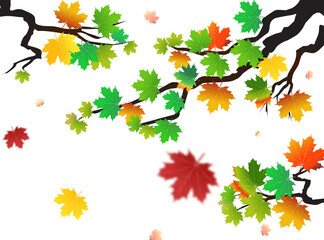 Wall Mural - png. autumn leaves on isolated transparent background. the wind blows off the leaves, the wind blows