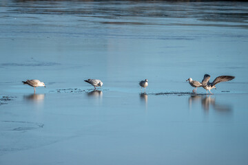 Poster - young herring gulls standing on ice with reflections