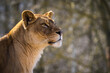 barbary lion in nature park